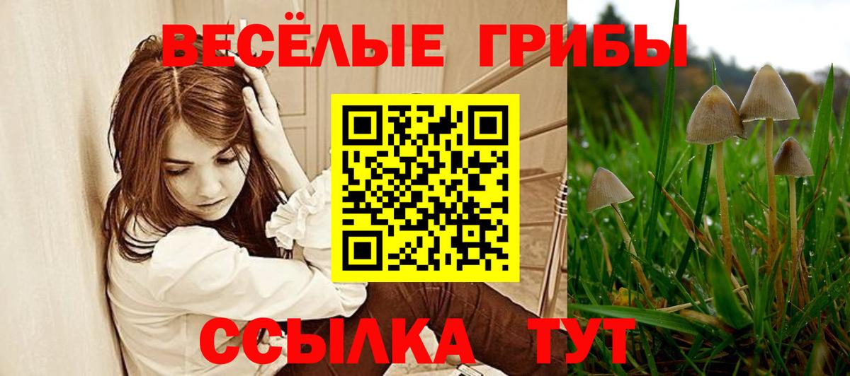 Галлюциногенные грибы GOLDEN TEACHER  Вход с VPN  Галлюциногенные грибы Psilocybe  Алейск 